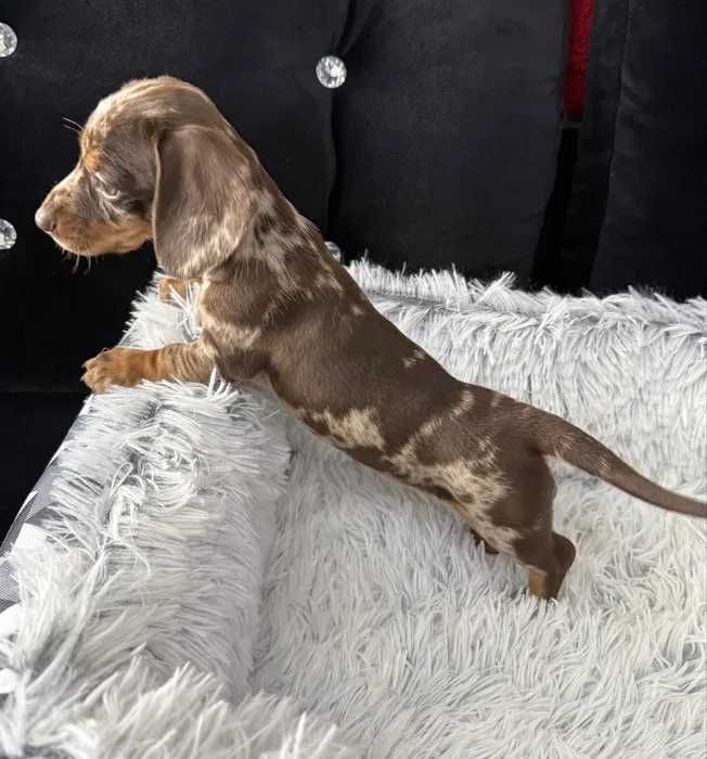 Teckel chocolate merle