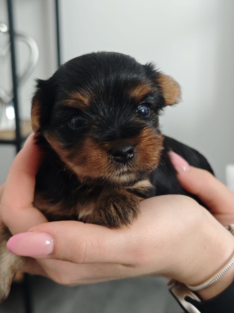 Yorkshire Terrier