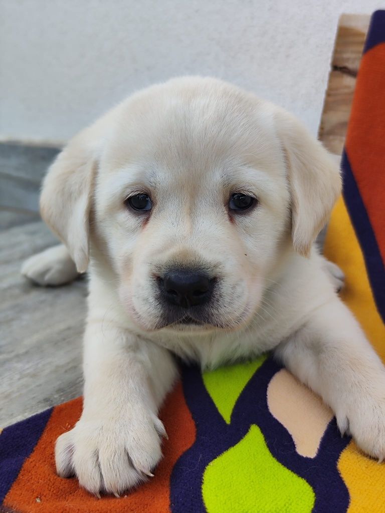 Labrador creme clarinho