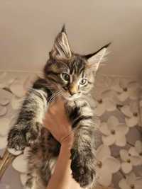 Maine coon do rezerwacji