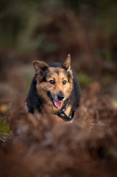 Hela - prześliczna suczka w typie owczarka ADOPCJA