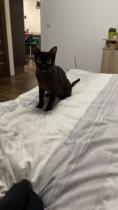 Вʼязка бурма кішка