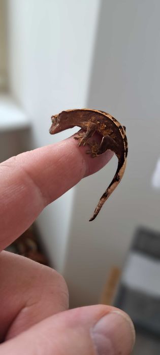 Gekony orzesione maluchy