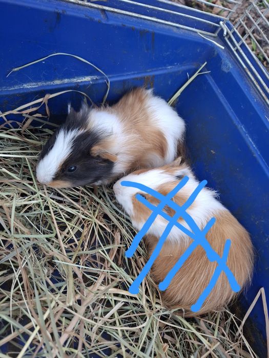 Oddam świnke morską