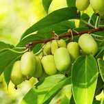 Mini Kiwi Aktinidia ostrolistna Obupłciowe (Actinidia arguta) 3.0L