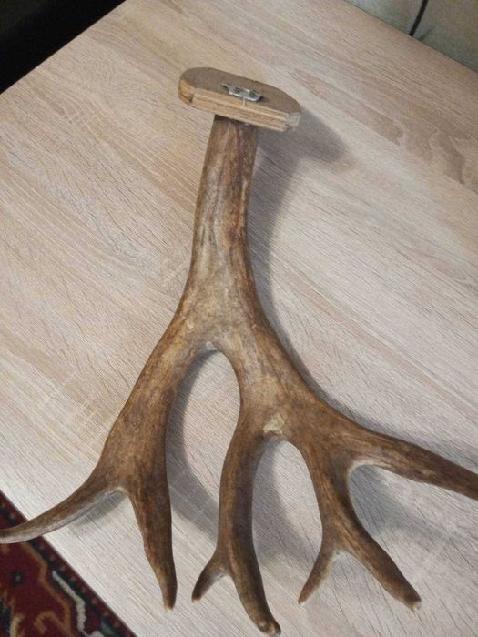 Продам рога оленя