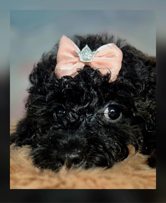 Pudel toy  sunia czarna mała księżniczka