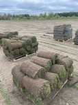 Trawa z rolki producent