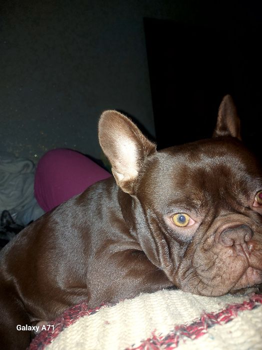 Кобель Ізабелла Роджо