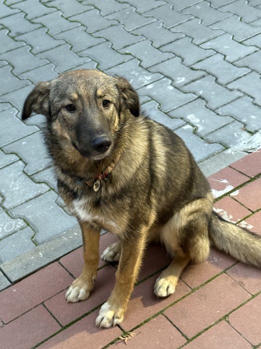 Дівчинка самка собака цуценя щенок в добрі руки сука