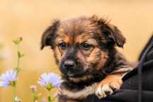 Gobi, szczeniak , suczka do adopcji z fundacji