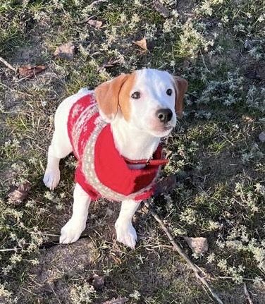 Красивая малышка джек рассел терьер ищет маму