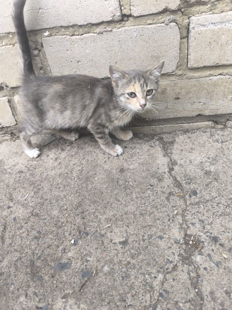 Котики шукають добрі руки