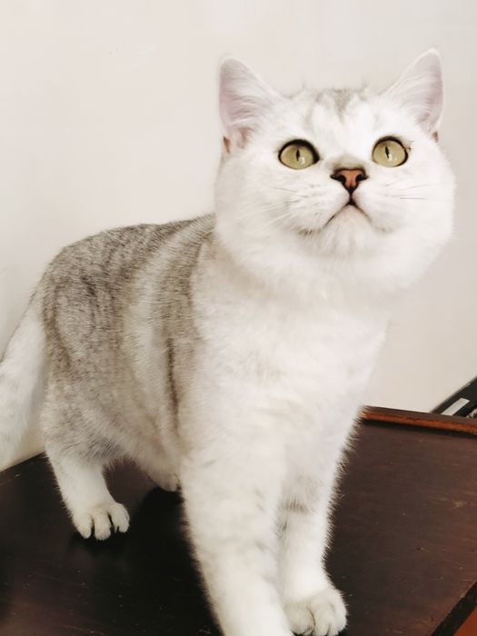 Милый зеленоглазый мальчик.