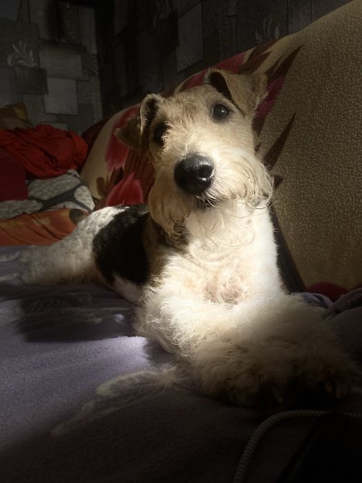 Фокстерєр жорсткошерстний