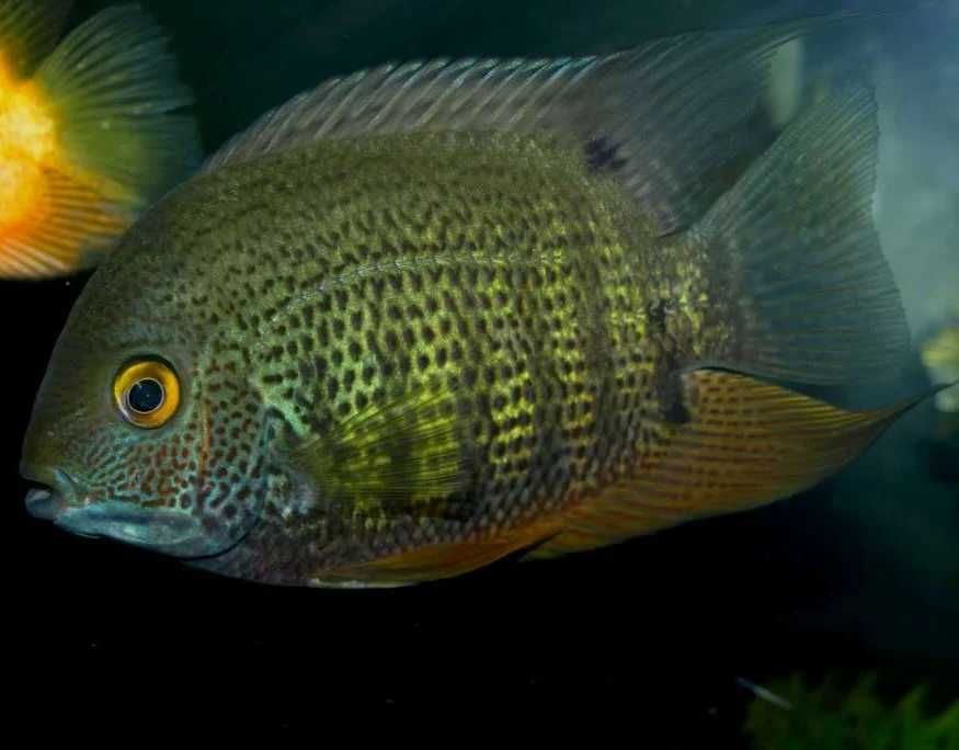GB Pielęgnica Severum Zielony