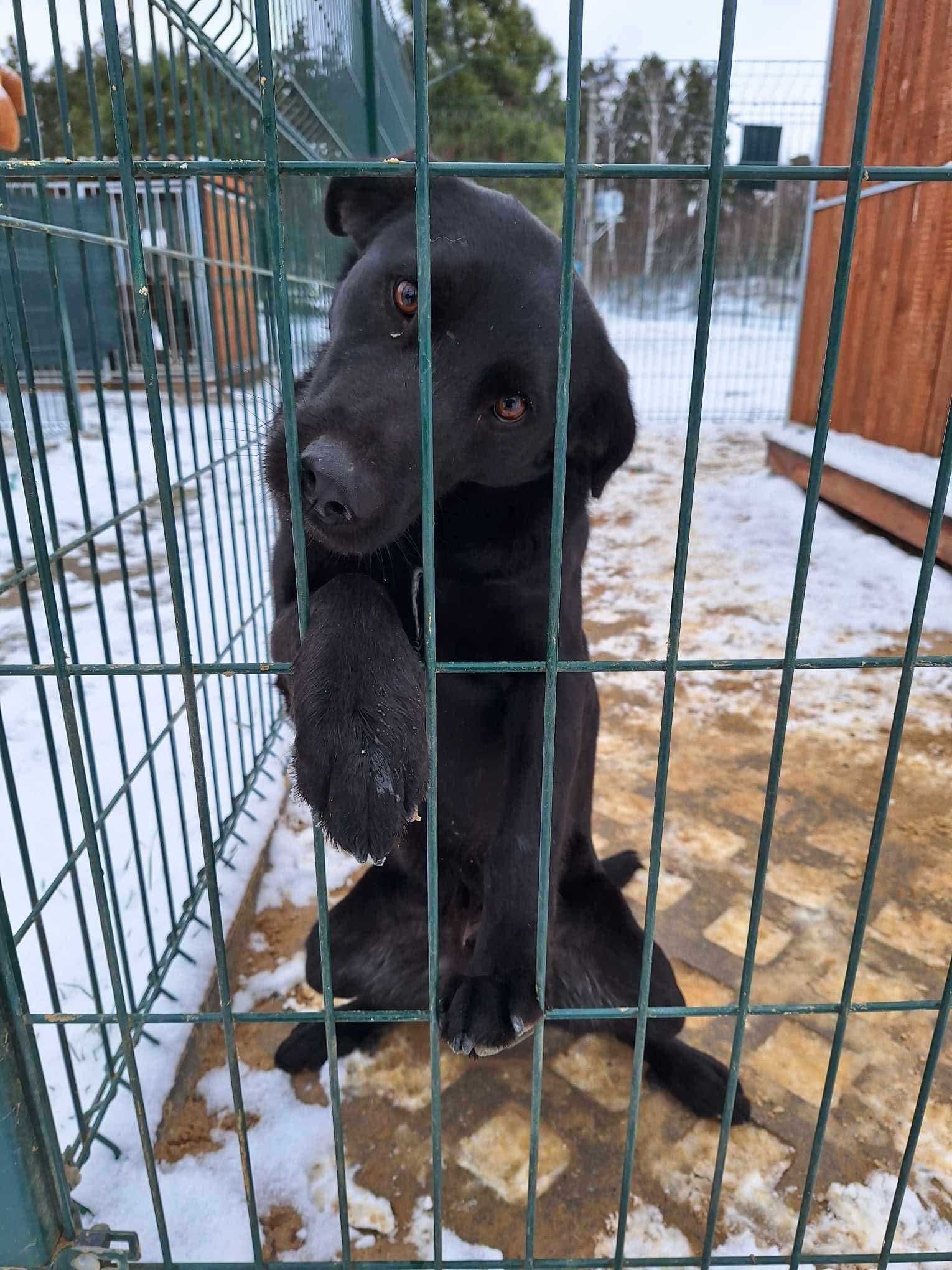 Fado w typie labradora do adopcji!