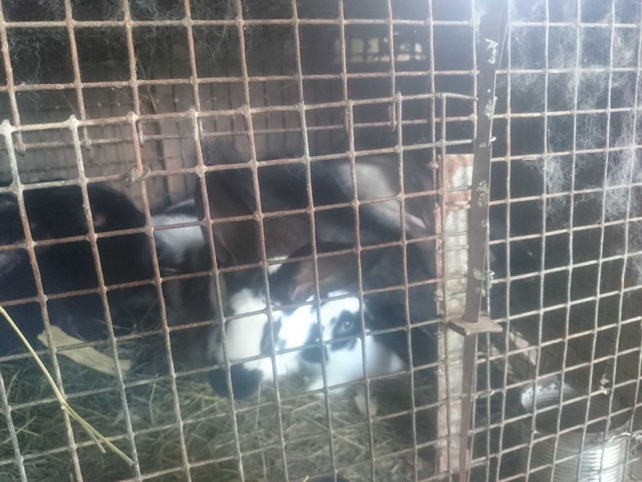 Кроликі панон з бабочкой, фландр,молодняк та великі кроли .