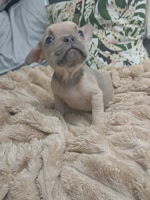 Buldog francuski suczka