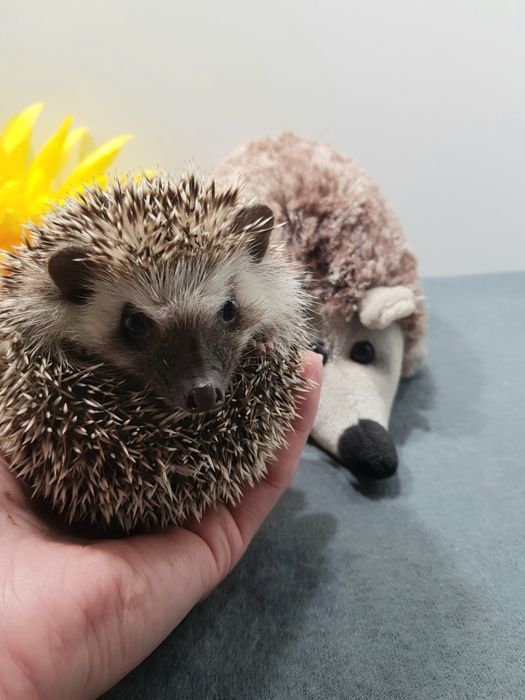 Jeż pigmejski Jeż afrykański Hodowla Zarejestrowana