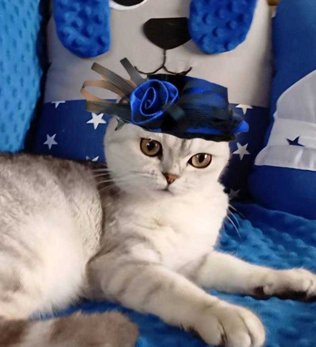 Scottish Stright  fold дівчатка. Кошенята.Чистокровні срібні шиншилки.