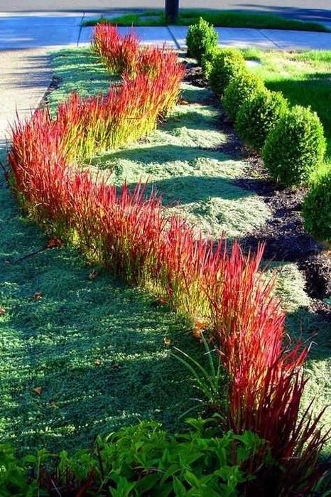 Red Baron (Imperata cylindrica)  2l.