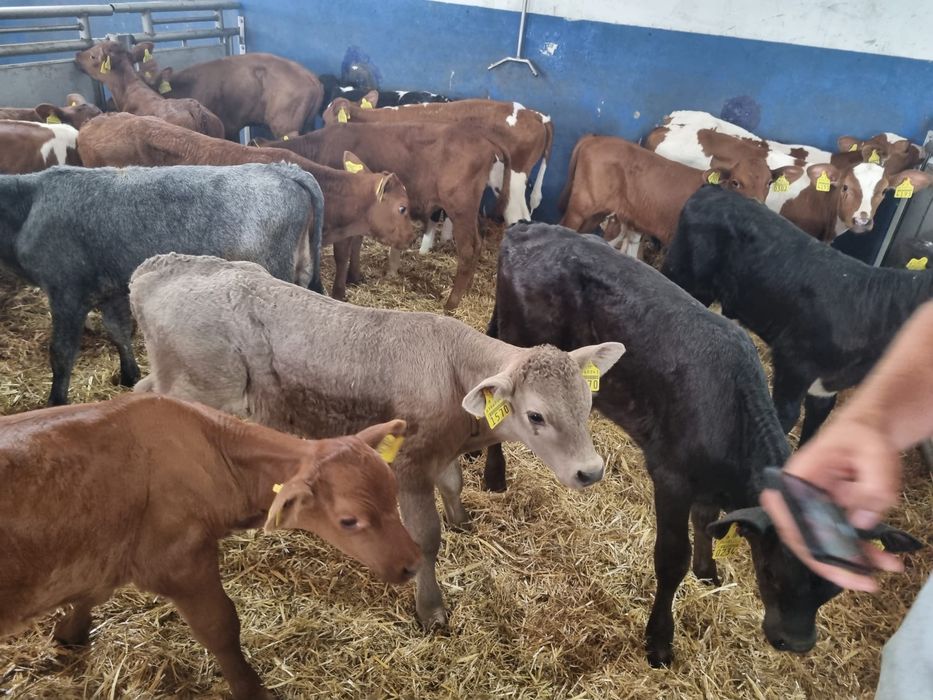 Byczki jałoszki cielaki na sprzedaż