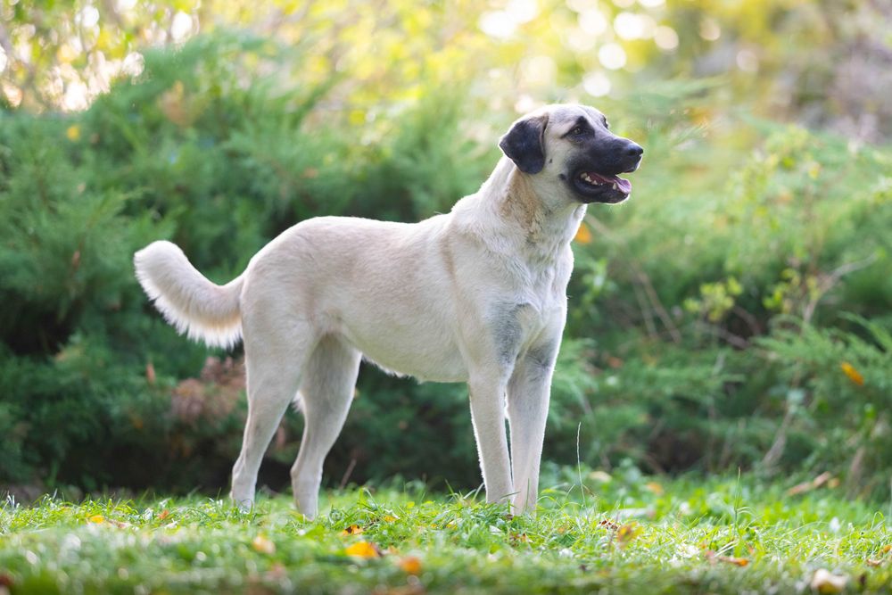 Gaja w typie kangala / kangal ADOPCJA