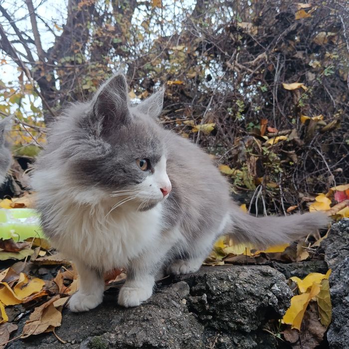 Кошенята, ніжні, пухнасті, милі