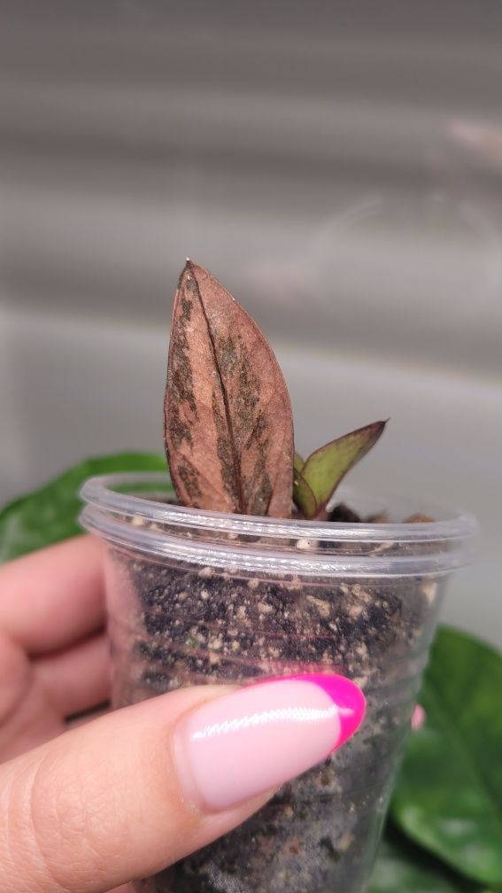 REZERWACJA Zamioculcas  / Zamiokulkas Raven Pink variegata