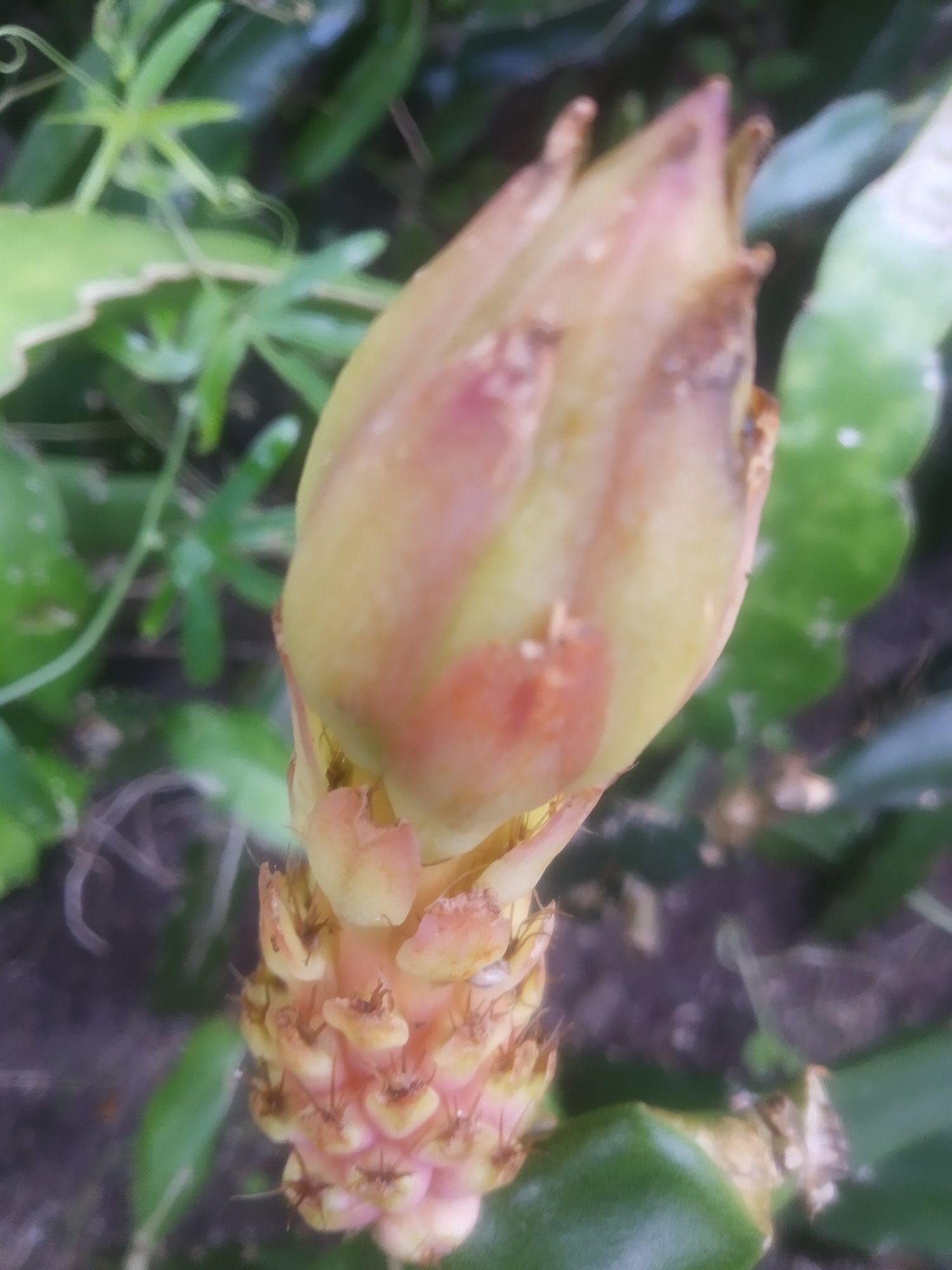 Plantas de Pitayas Amarelas palora Megalanthus Equador Híbrida