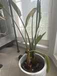 Strelicja reginae za darmo