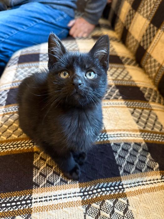 Malutki koteczek do adopcji
