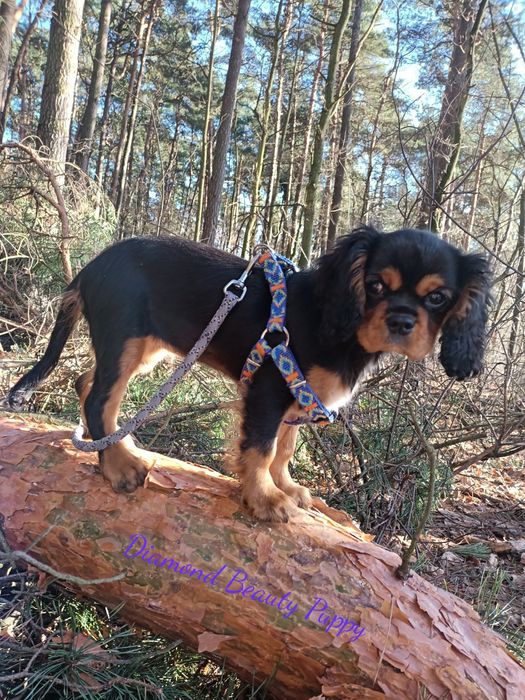 Cavalier King Charles spaniel maści B &t