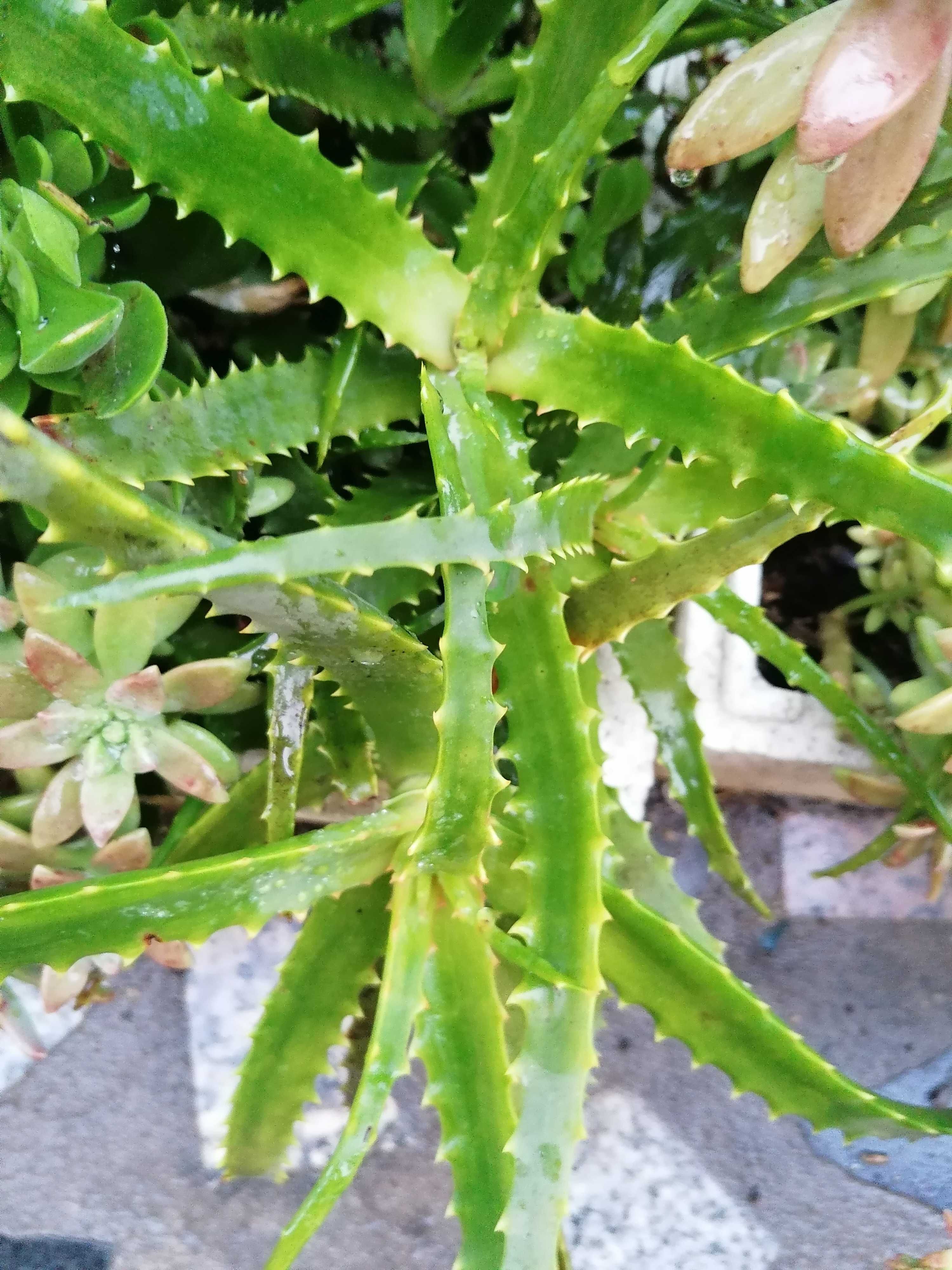 Suculentas tipo aloe vera