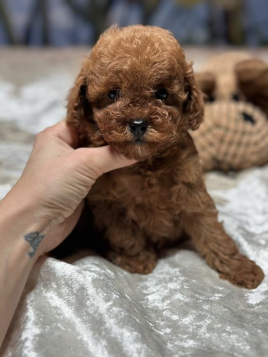 Яскраві кучеряшки