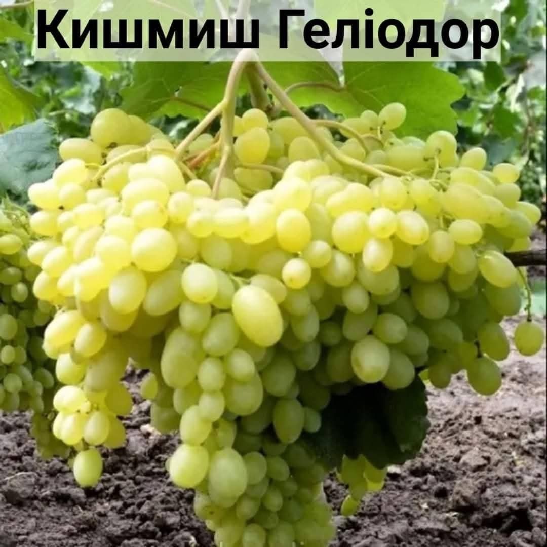 Саджанці винограду