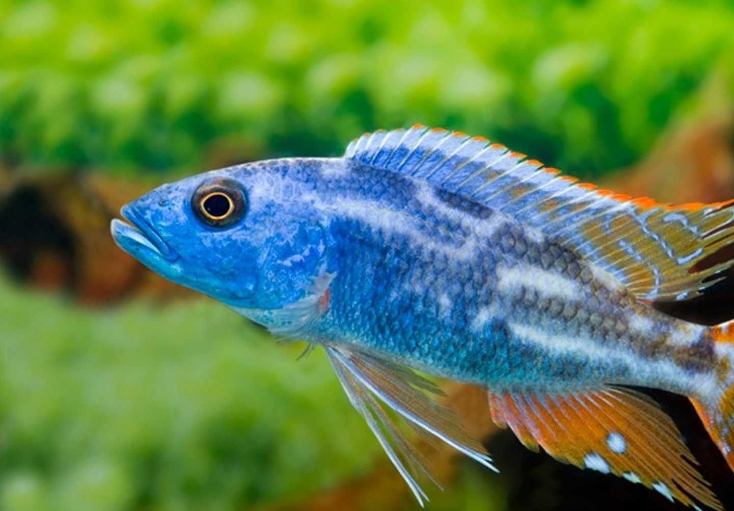 Nimbochromis fuscotaeniatus - PYSZCZAK - dowóz, wysyłka