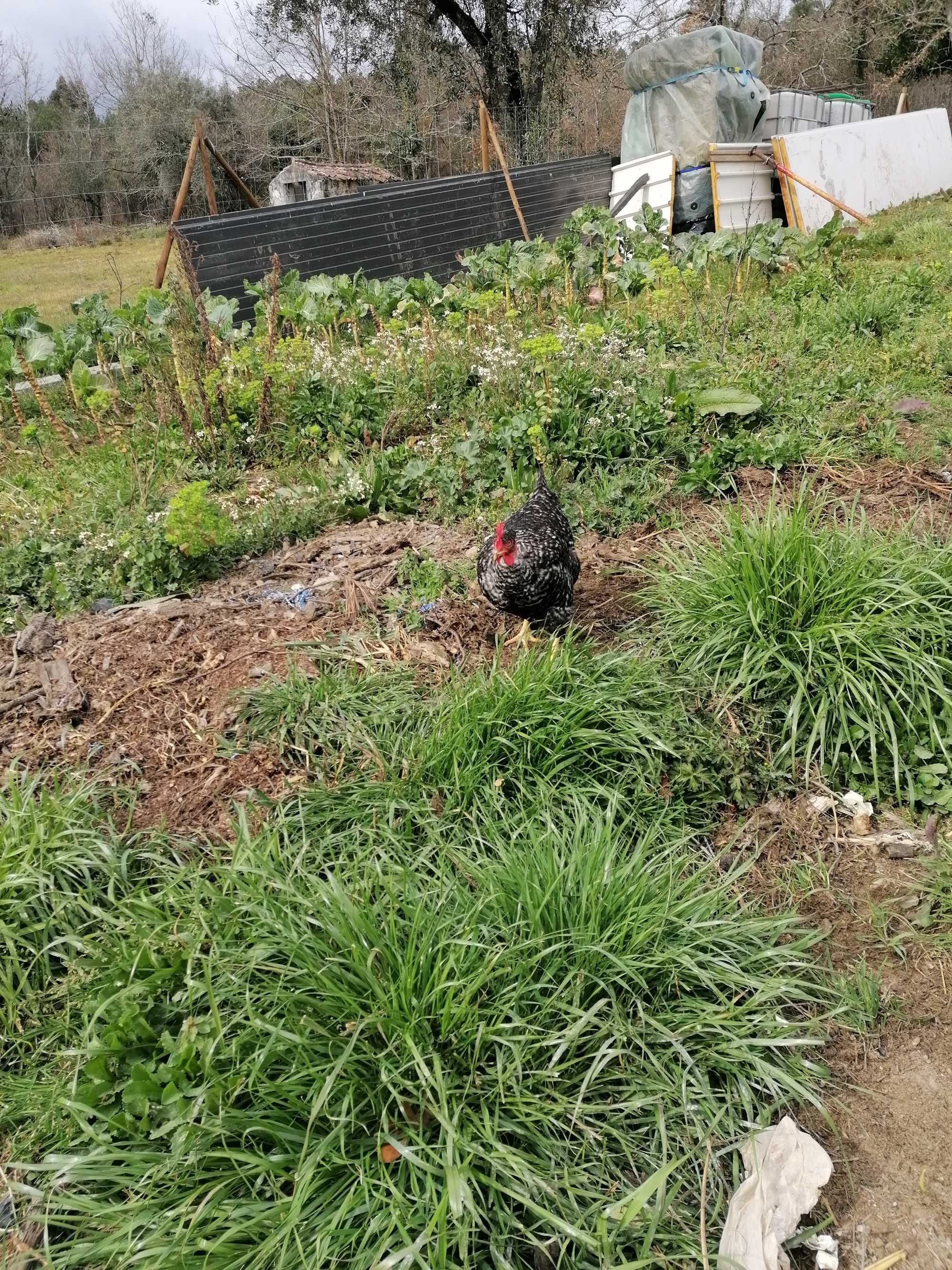 Tenho para venda ovos caseiros