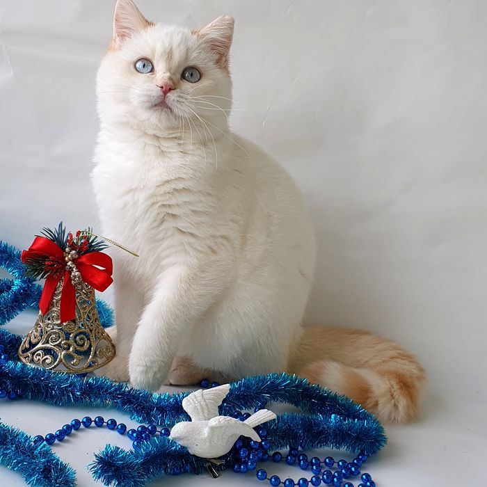 Киев котик медвежонок плюшевая шерстка, воспитанный котенок. Кошенята.