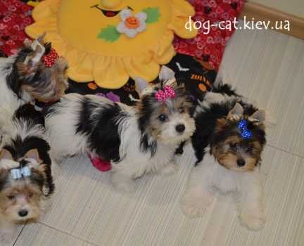 Чудесный шармовый щенок  бивер йорки малыш. Море энергии)