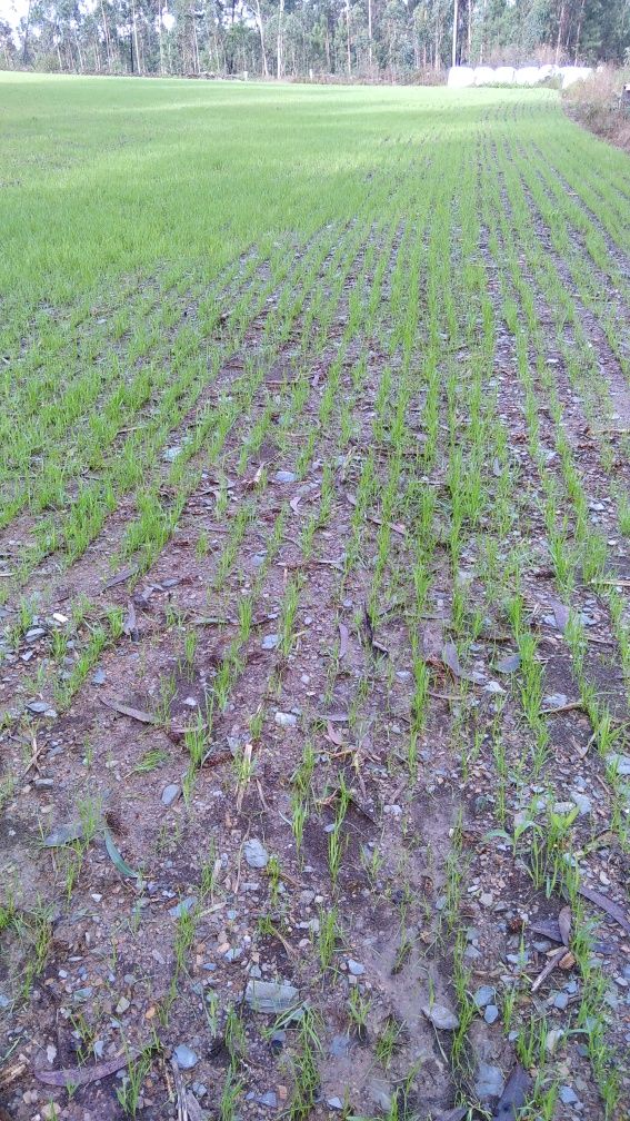 Terreno agrícola