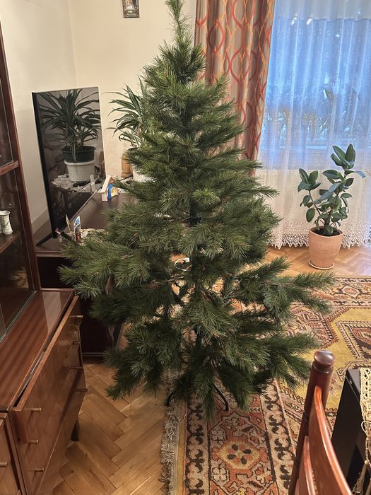 Choinka swiateczna Sosna