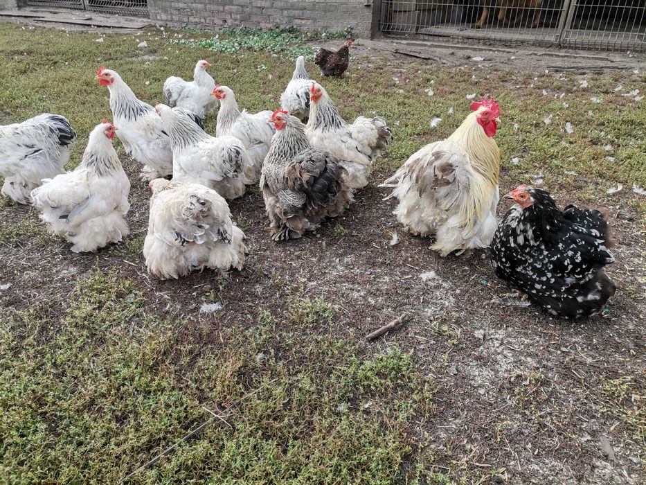 Kochin miniaturowy karzełek