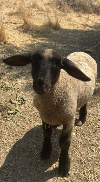 Borrego Suffolk Linha Inglesa Puro!