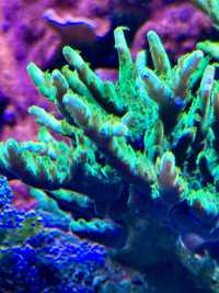 Koralowiec Acropora