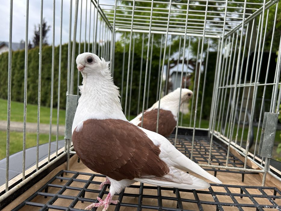 Gołębie ozdobne. Mewka polska samiczka 2023.