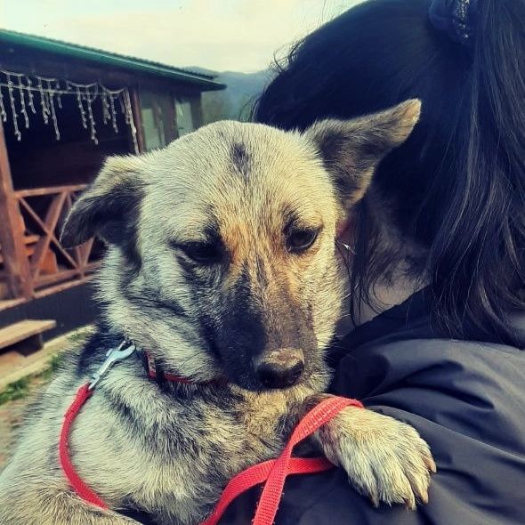 Собака в добрі руки, собака, собака дівчинка, собака девочка,маленька