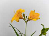 Liliowiec 'Stella de Oro' Hemerocallis C1,5
