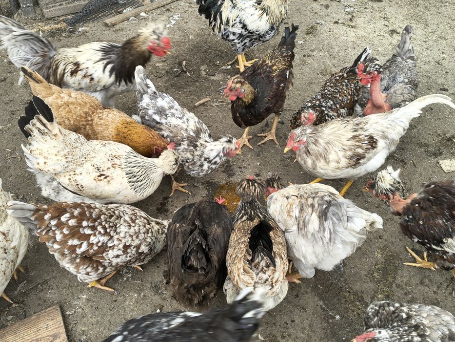 Jaja legowe czubate, lokowane ,gołoszyjki